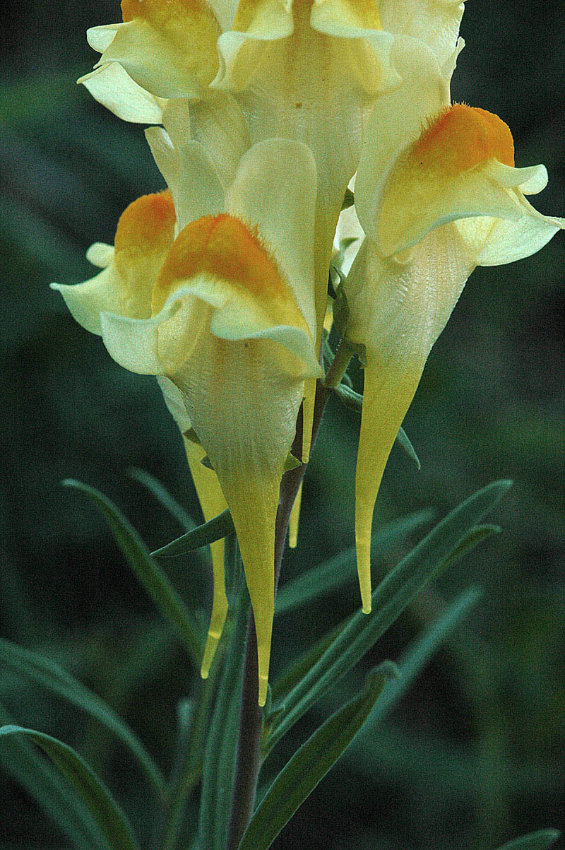 Linaria vulgaris