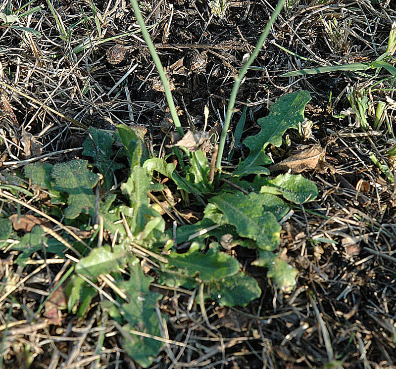 Hypochaeris radicata