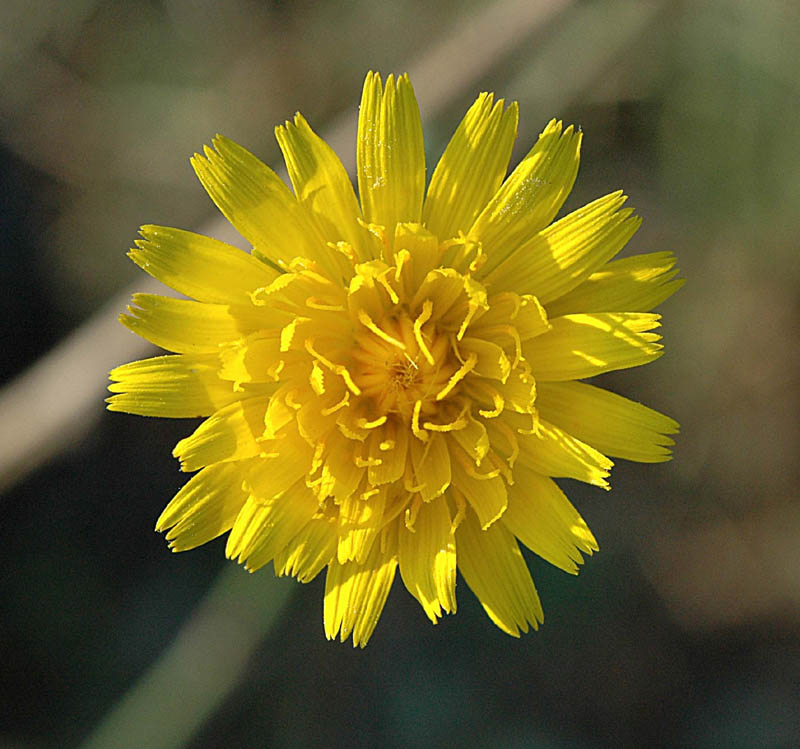 Hypochaeris radicata