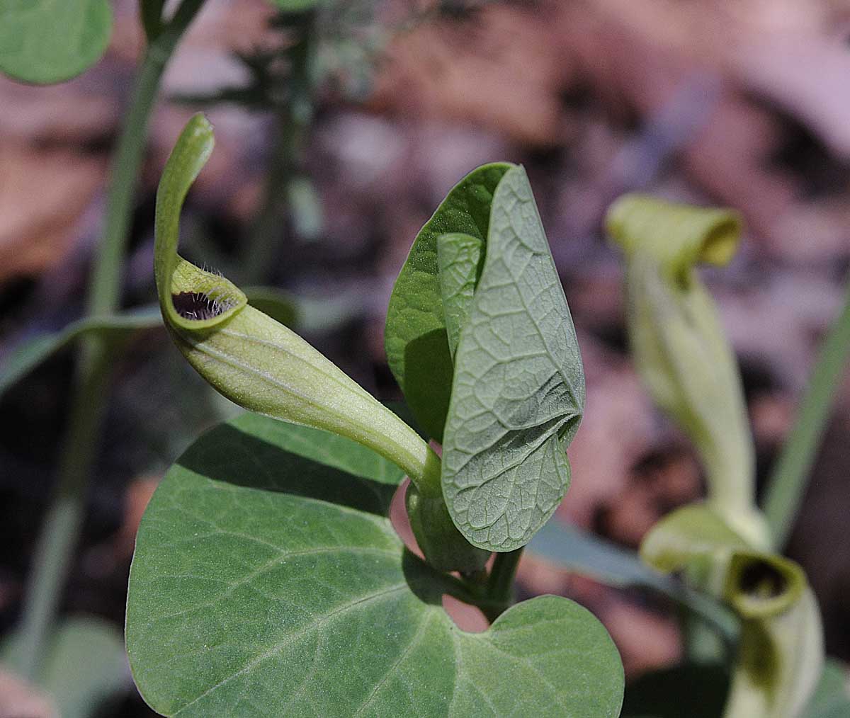 Aristolochia lutea / Aristolochia gialla