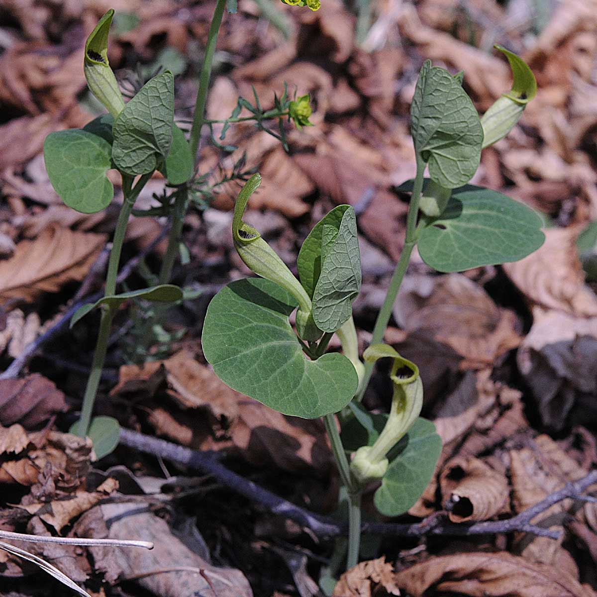 Aristolochia lutea / Aristolochia gialla