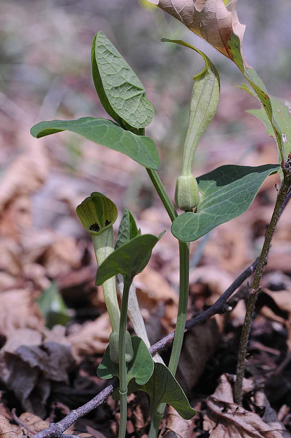 Aristolochia lutea / Aristolochia gialla