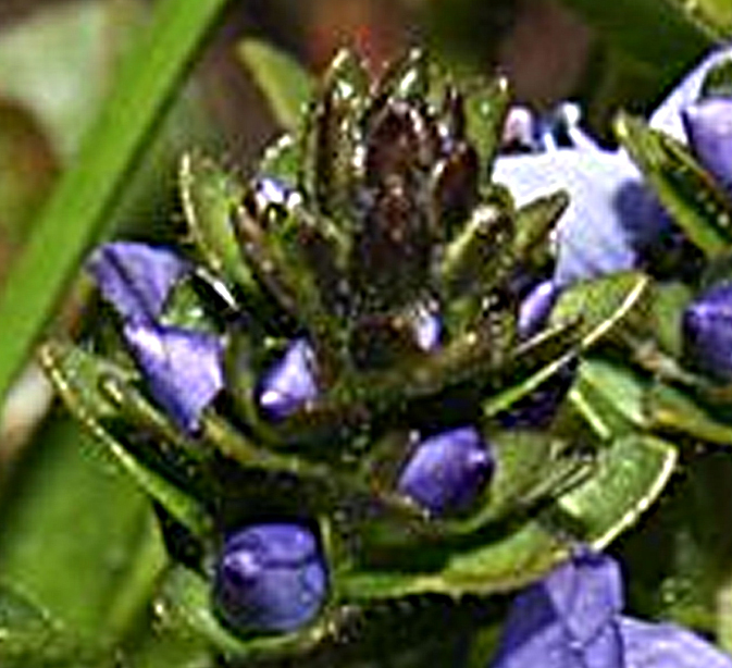 Veronica serpyllifolia subsp. humifusa