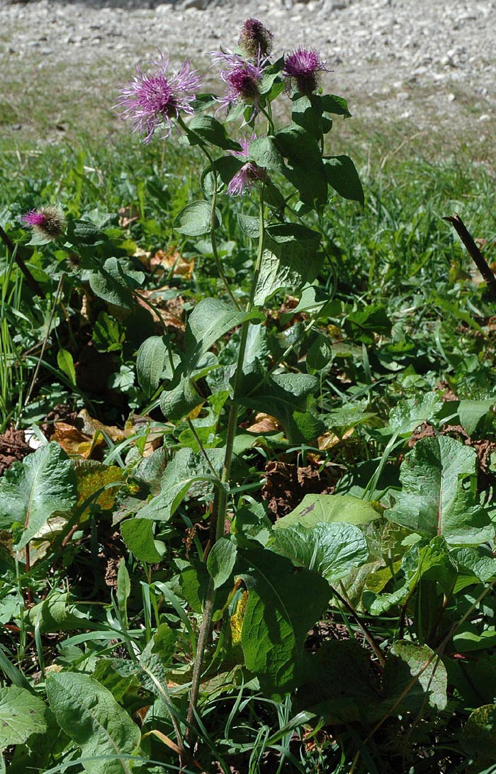 Centaurea pseudophrygia / Centaurea frangiata