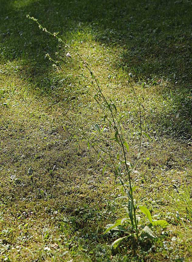 Rosette basali di Cichorium intybus