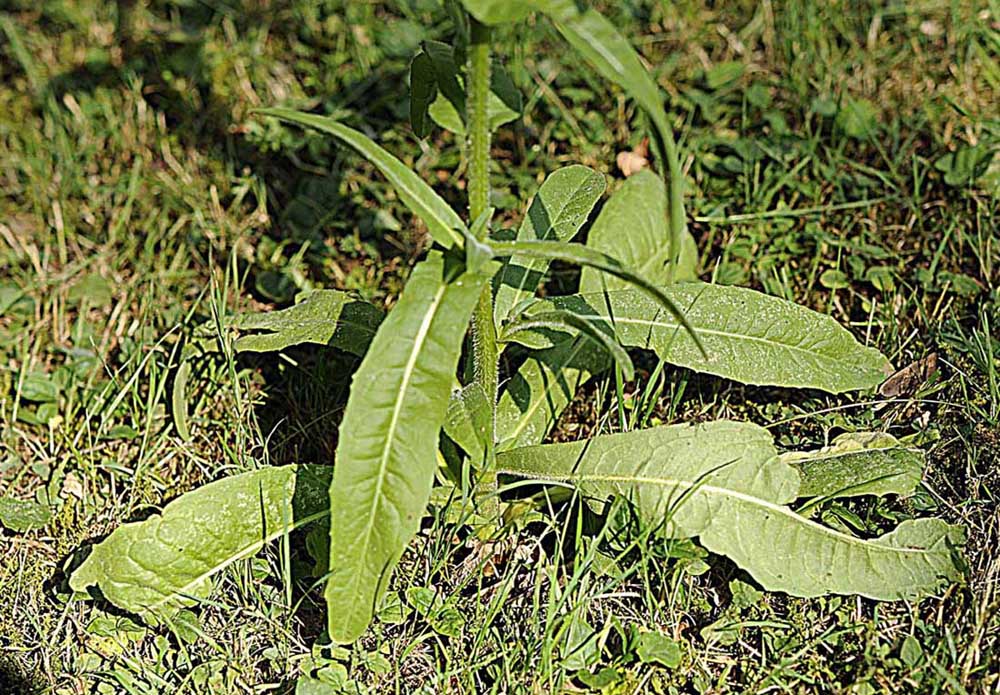 Rosette basali di Cichorium intybus