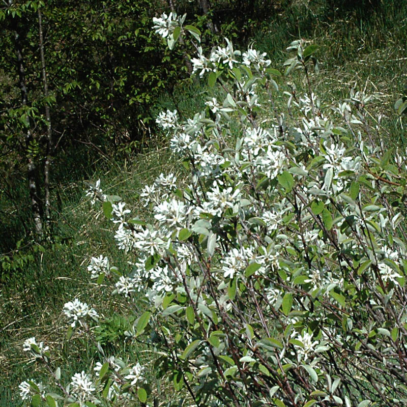 Dal monte Summano - Amelanchier ovalis