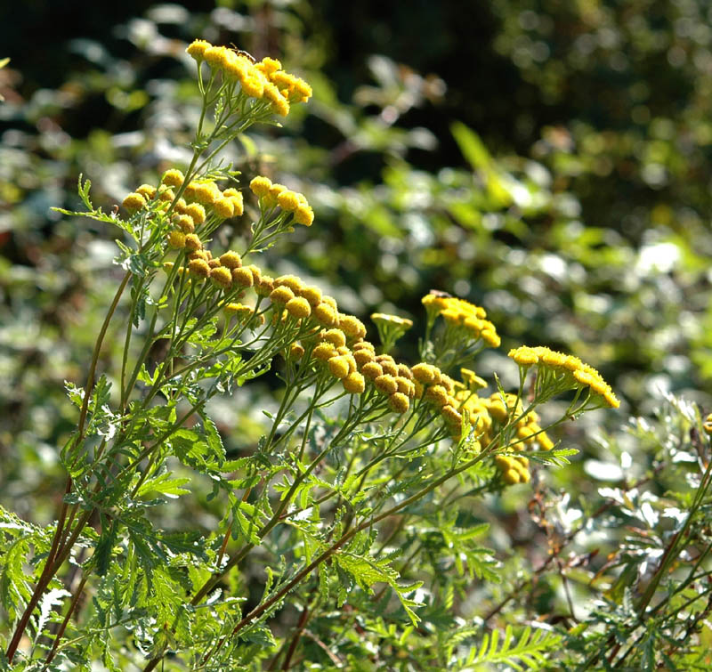 Tanacetum vulgare / Tanaceto