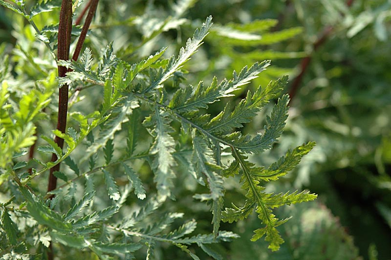 Tanacetum vulgare / Tanaceto