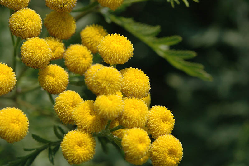 Tanacetum vulgare / Tanaceto