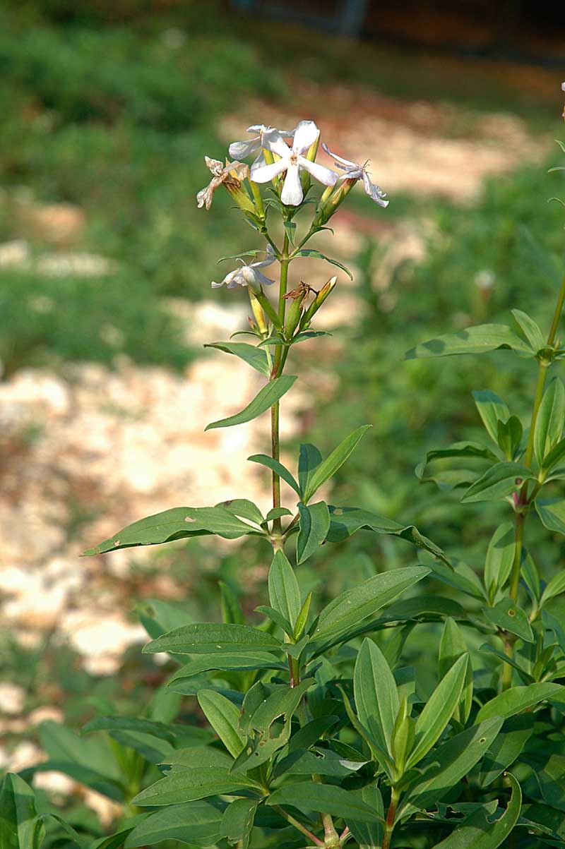 saponaria? - Saponaria officinalis