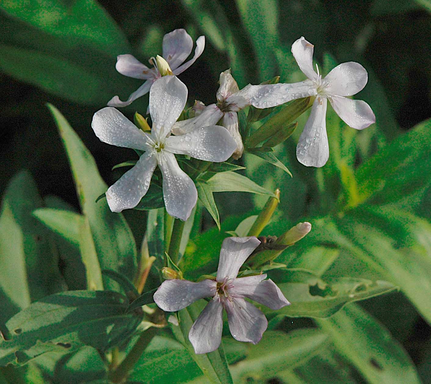 saponaria? - Saponaria officinalis