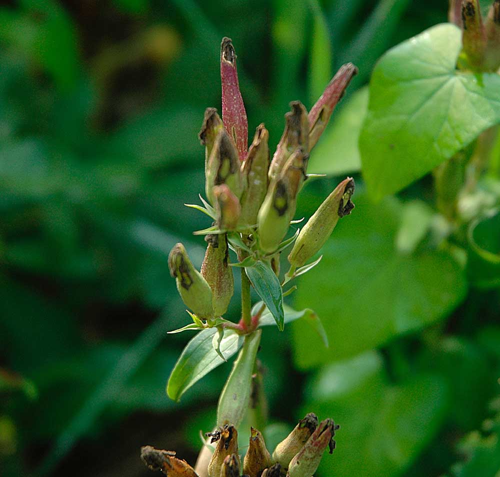 saponaria? - Saponaria officinalis