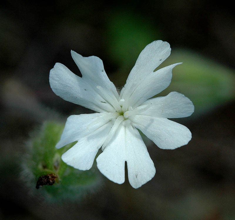 Silene alba