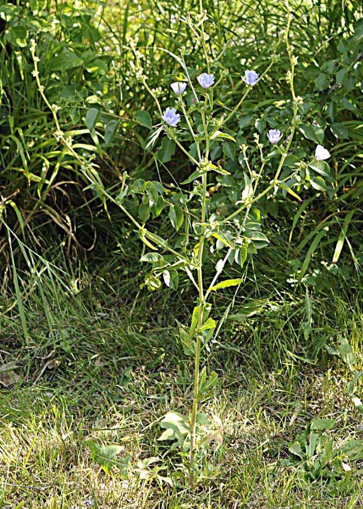 Rosette basali di Cichorium intybus