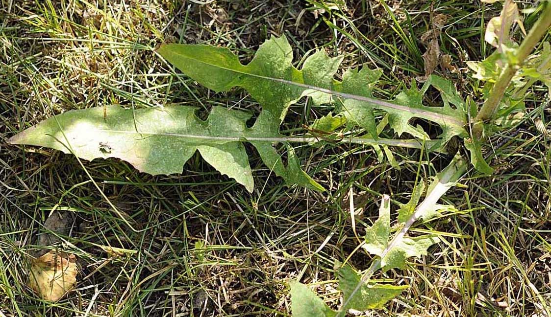 Rosette basali di Cichorium intybus