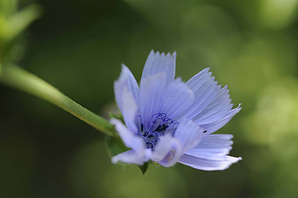 Rosette basali di Cichorium intybus