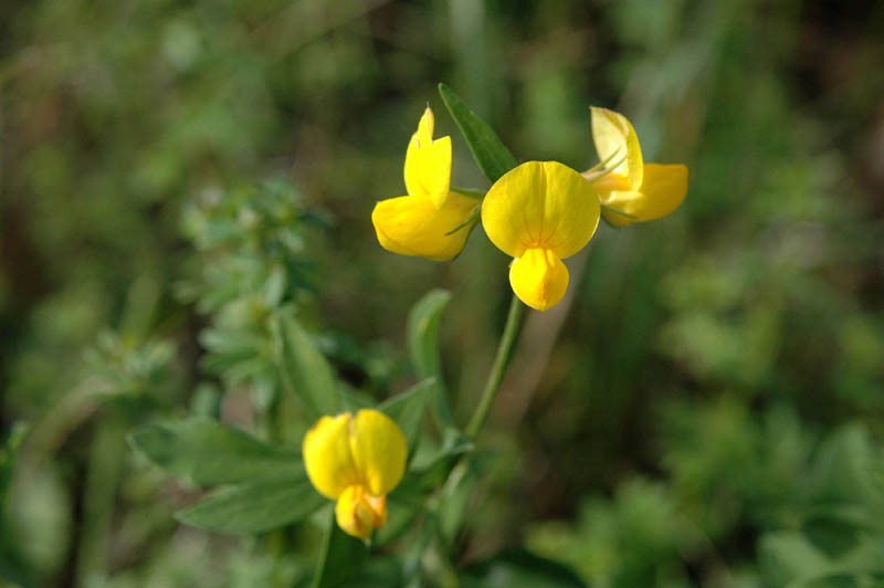 Lotus corniculatus / Ginestrino comune