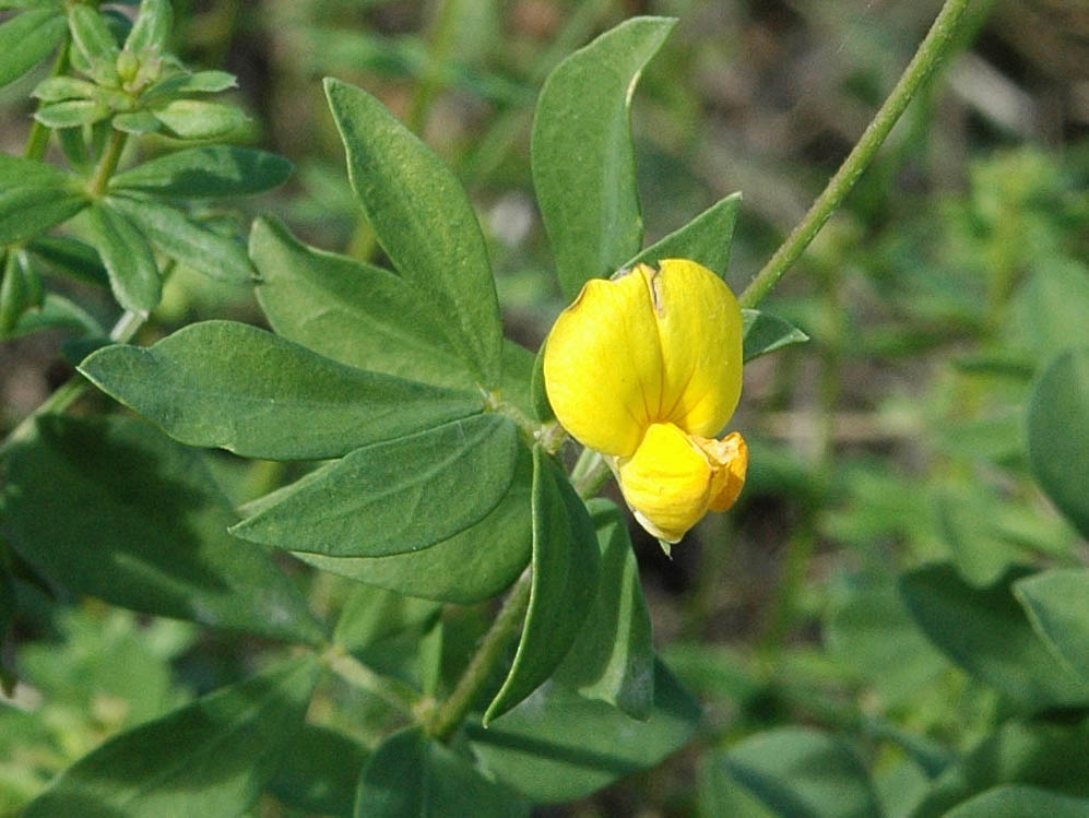 Lotus corniculatus / Ginestrino comune