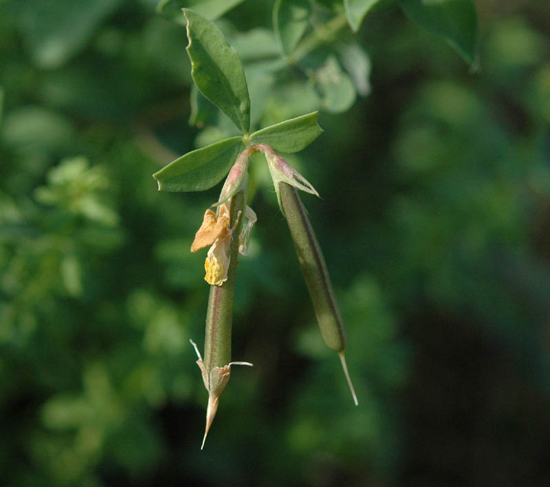 Lotus corniculatus / Ginestrino comune