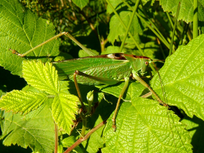 Due cavallette in cerca di nome