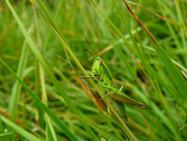 Due cavallette in cerca di nome