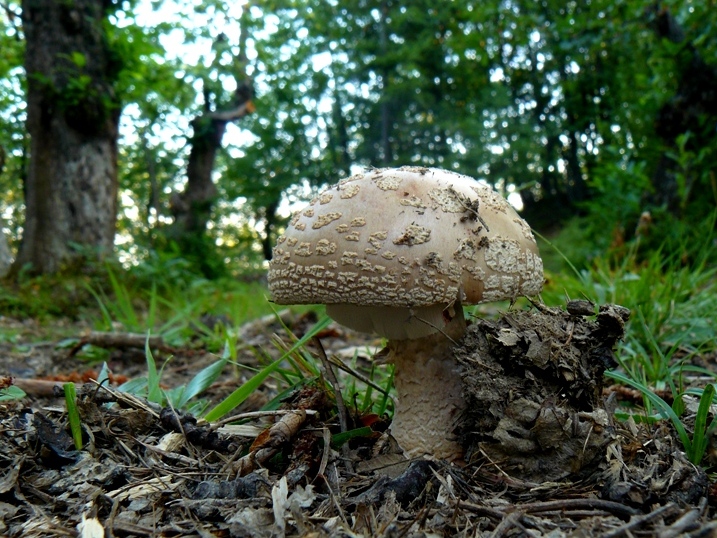 Amanita