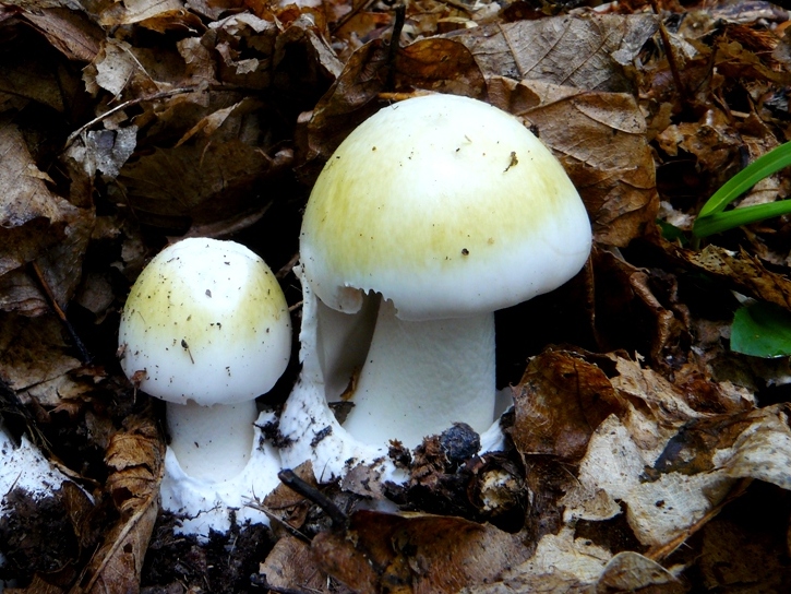 Amanita citrina?