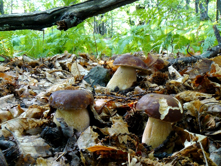 Boletus da determinare