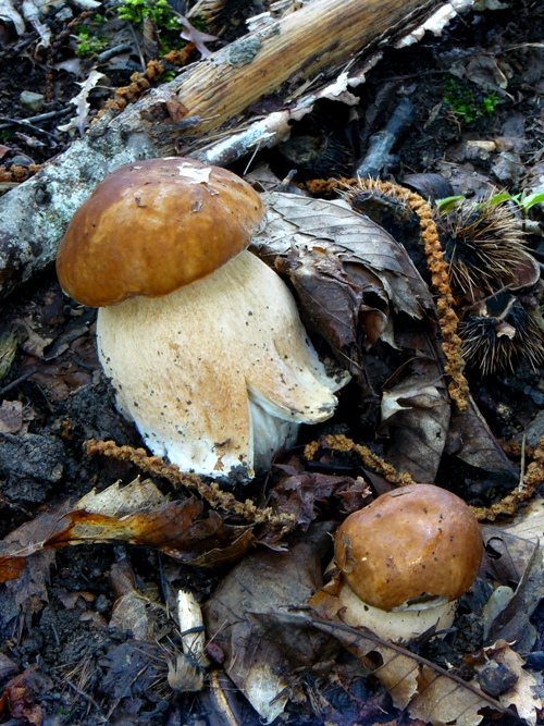 Boletus da determinare