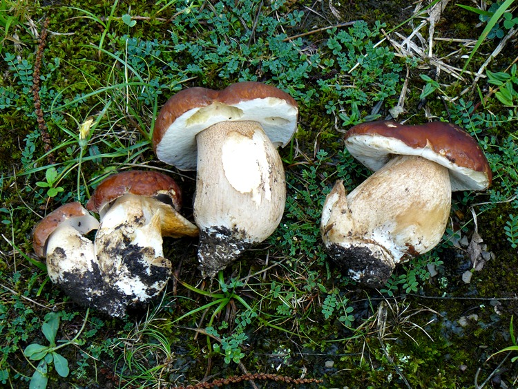 Boletus da determinare