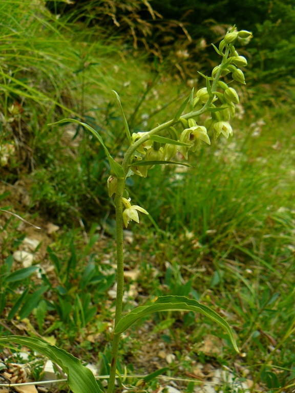 Epipactis muelleri?