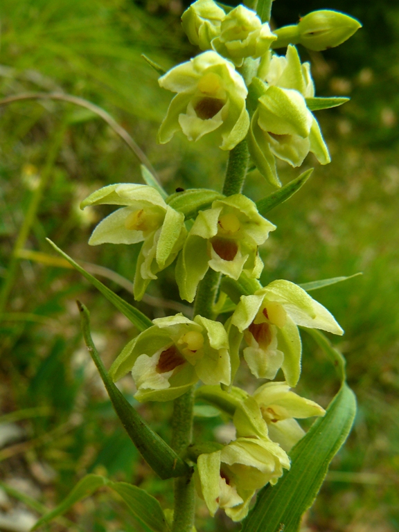 Epipactis muelleri?