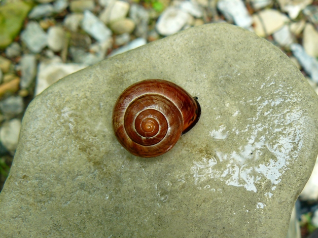 Cepaea nemoralis?