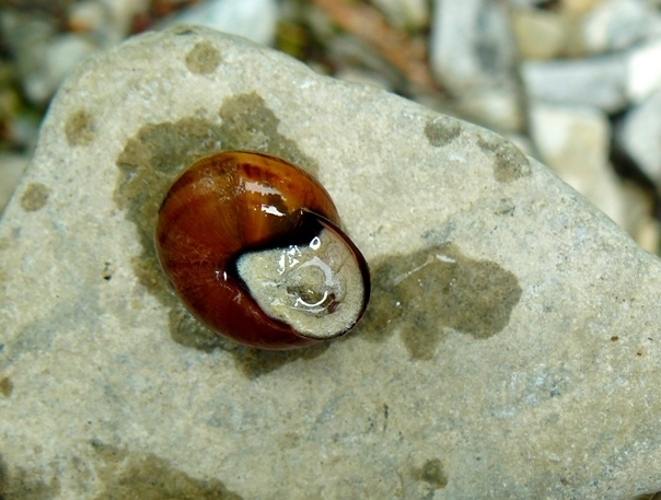 Cepaea nemoralis?