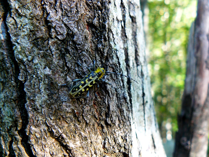 Saperda scalaris