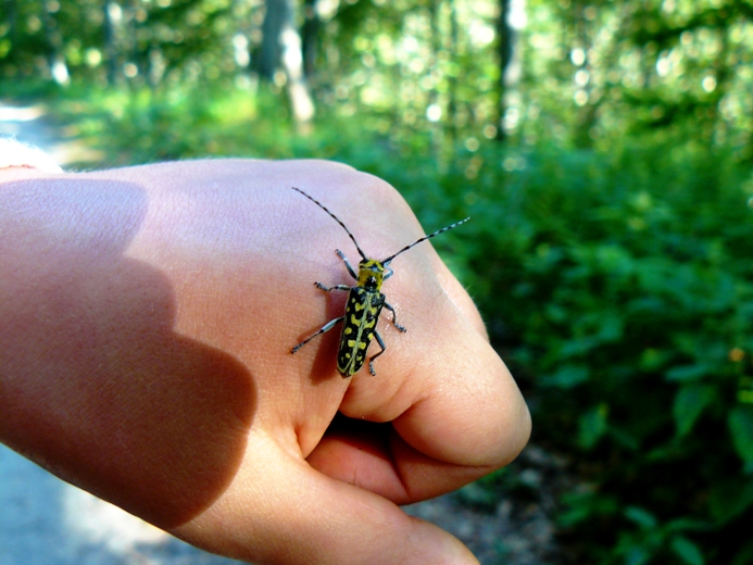 Saperda scalaris