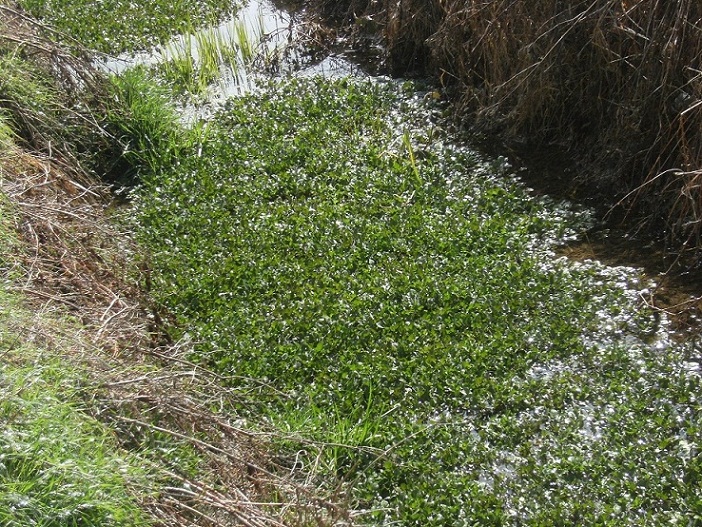 Pianta acquatica - Nasturtium officinale