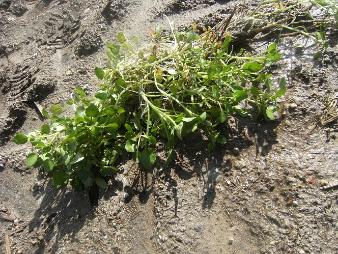 Pianta acquatica - Nasturtium officinale