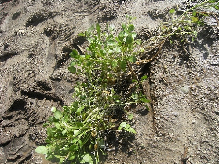 Pianta acquatica - Nasturtium officinale