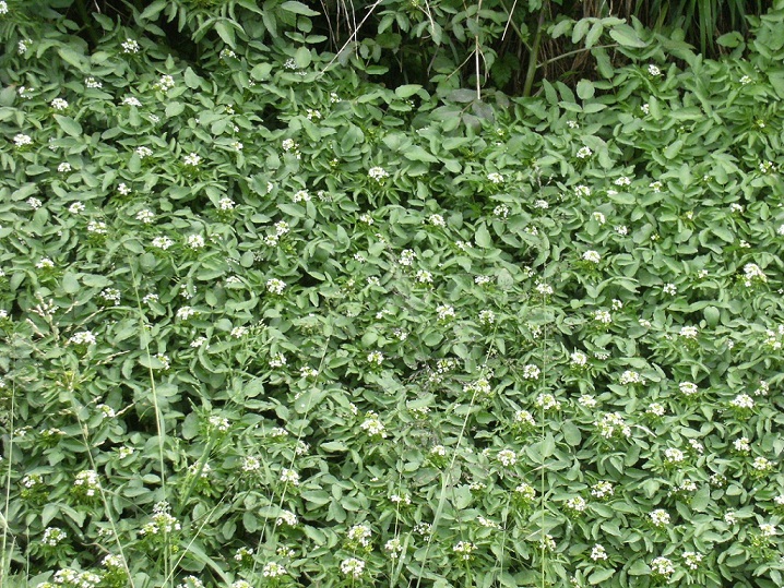 Pianta acquatica - Nasturtium officinale