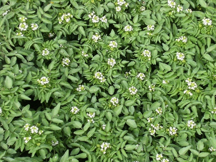 Pianta acquatica - Nasturtium officinale