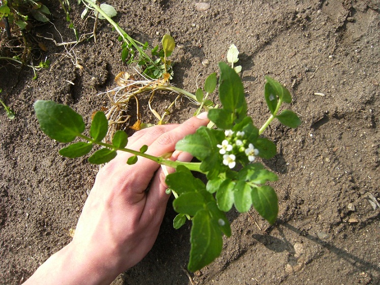 Pianta acquatica - Nasturtium officinale