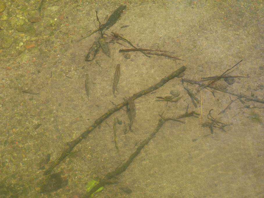 Aiuto identificazione - vaironi, Telestes muticellus