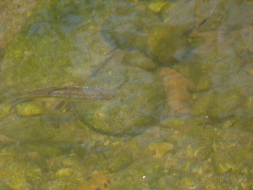 Aiuto identificazione - vaironi, Telestes muticellus