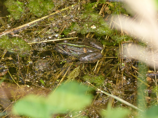 Rane con sorpresa? Pelophylax sp.