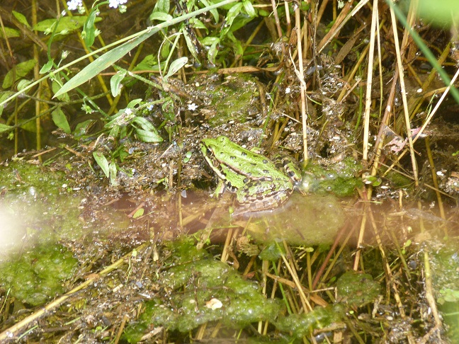 Rane con sorpresa? Pelophylax sp.