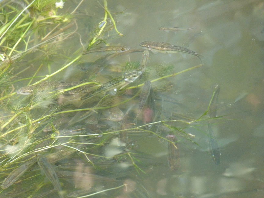 Aiuto identificazione - vaironi, Telestes muticellus