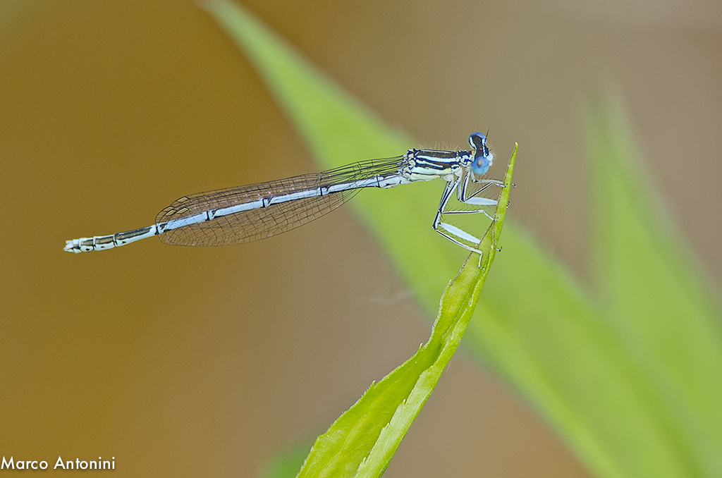 Coenagrion pulchellum? - No, Platycnemis pennipes