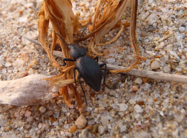 Tentyria ramburi (Tenebrionidae)?No, T. ligurica ligurica